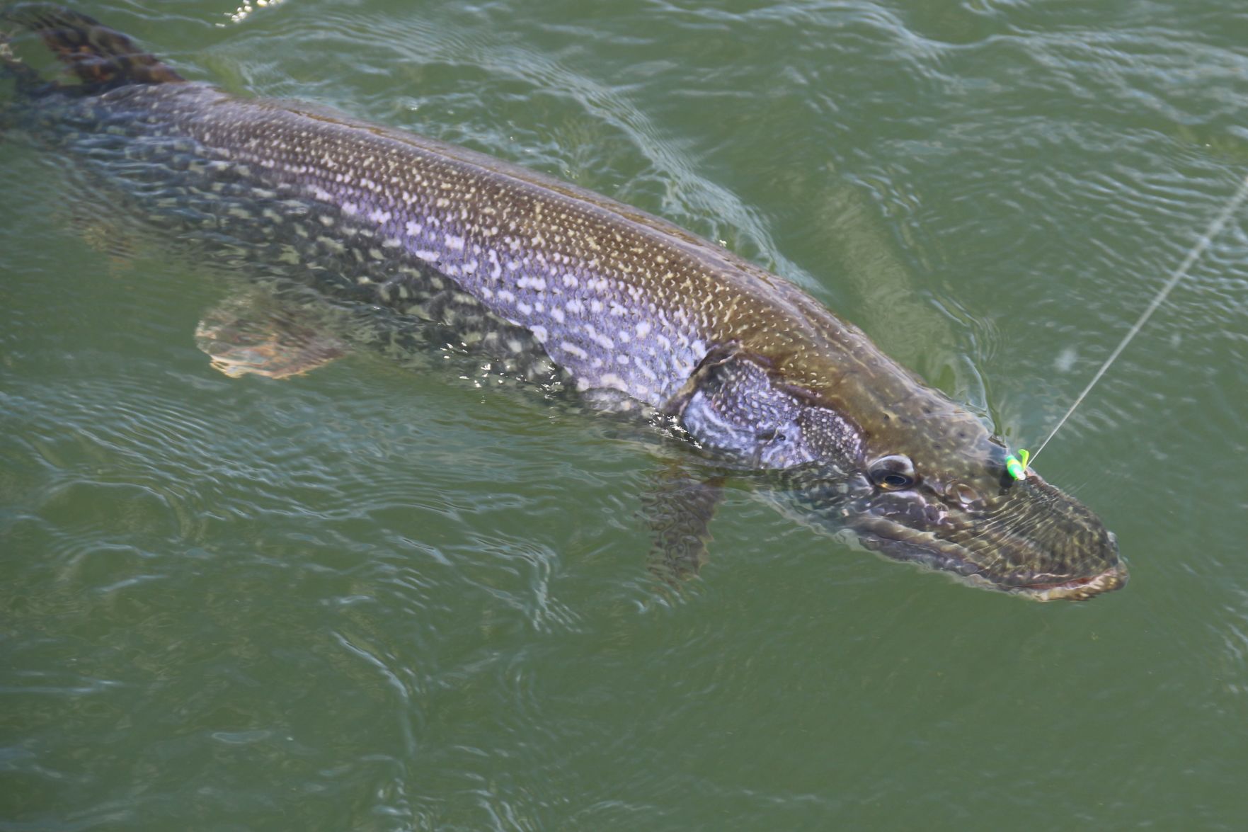 A Monster from the Deep